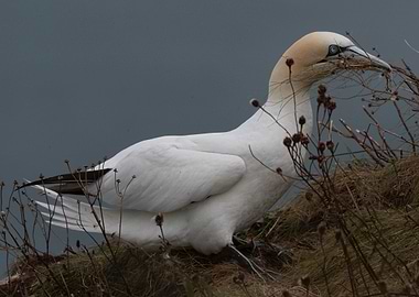 Gannet Gathering Materials