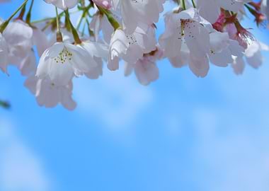 Cherry Blossom Branch