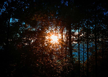 Sun Through the Trees