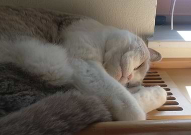 Sleeping Cat