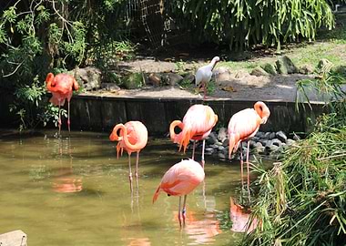 Flamingos in a Pond