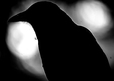 Crow Silhouette