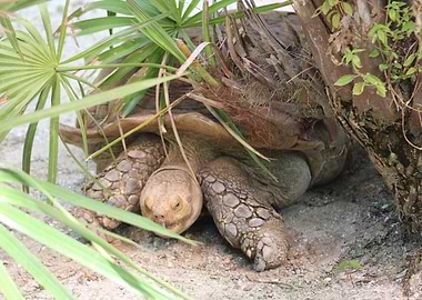 Giant Tortoise in Palm Grove