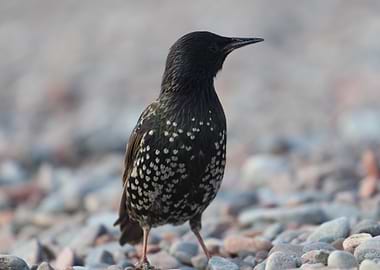 Starling on Pebbles