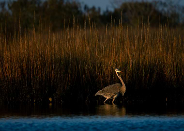 Great Blue Heron in Marsh