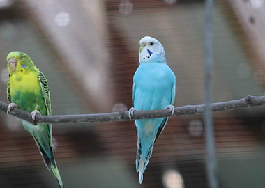 Two Parakeets on a Branch