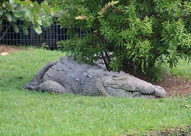 Crocodile Resting in Grass
