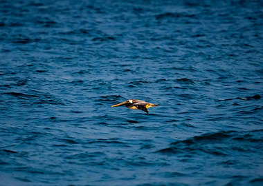 Brown Pelican in Flight