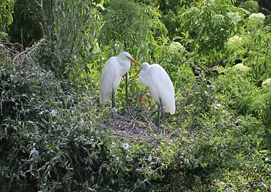 Two White Herons in Nest