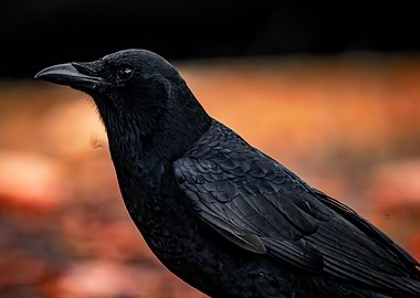 Black Crow Close-Up