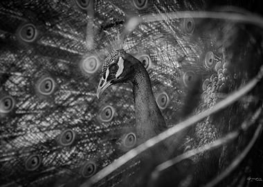 Paon bleu n&b