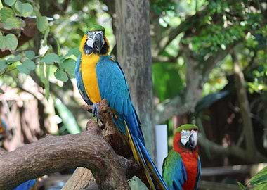 Two Macaws on a Branch