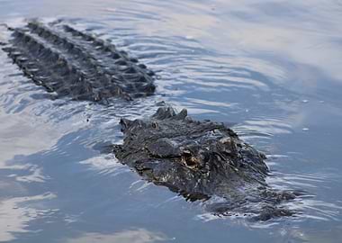 Alligator in Water