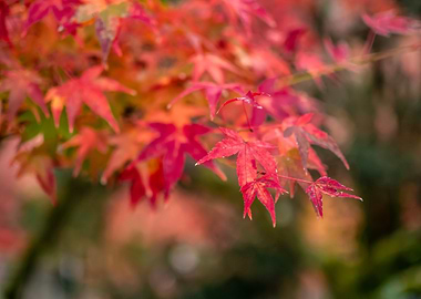 Autumn Maple Leaves