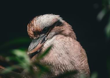 Kookaburra Close-Up