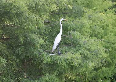 White Egret in Tree
