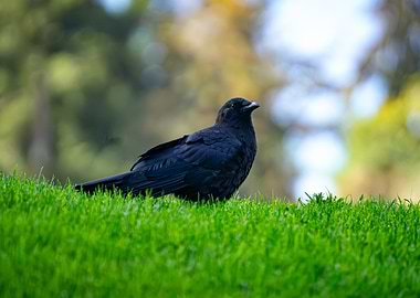 Black Crow on Grass