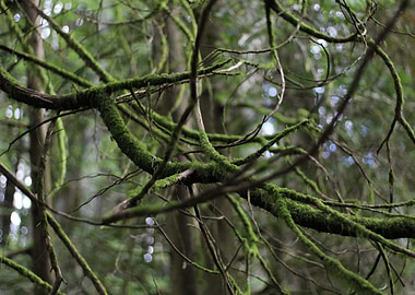 Moss Covered Branches
