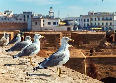 Seagulls on a Wall