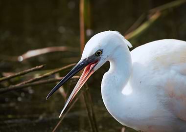 Little Egret with Open Beak