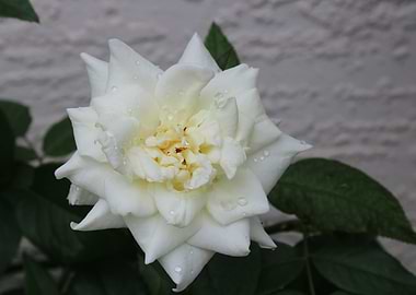 White Rose with Dew Drops