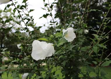 White Flowers on Green Bush