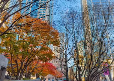 Autumn Trees in Cityscape