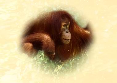 Orangutan Portrait