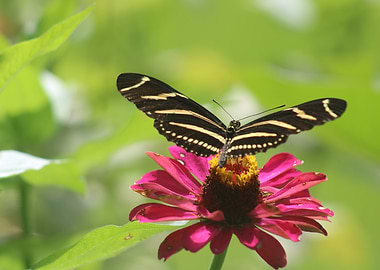 Zebra Longwing Butterfly on Flower