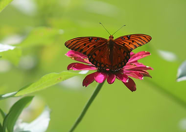Butterfly on Pink Flower
