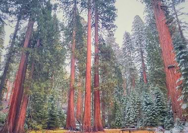 Giant Sequoia Forest
