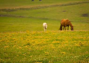 Horses in a Field