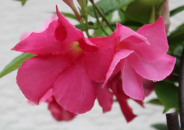 Pink Flowers with Dew Drops
