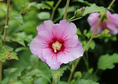 Pink Hibiscus Flower