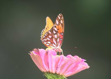 Butterfly on Pink Flower