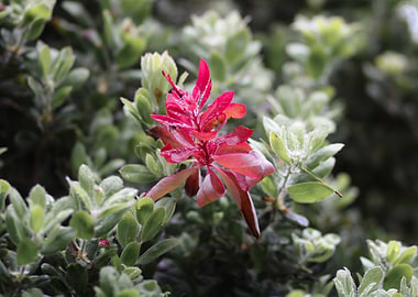 Red Flower in Green Bush