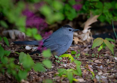 Gray Catbird in Garden