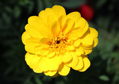 Yellow Zinnia Flower