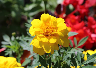 Yellow Marigold Flower