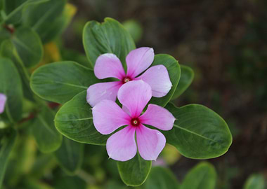 Pink Flowers with Green Leaves