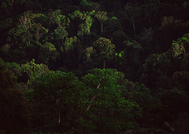 Suriname tropical forest
