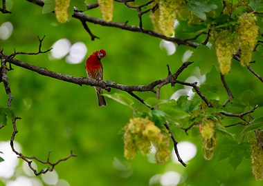 Red House Finch on Branch