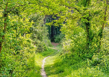 Forest Path
