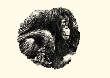 Orangutan Portrait