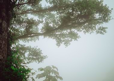 Misty Forest Canopy