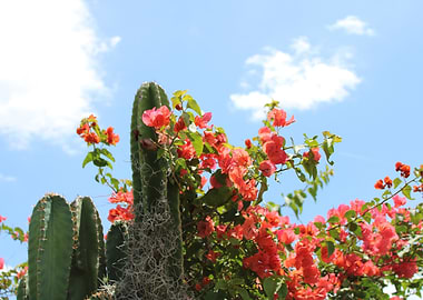 Cactus and Bougainvillea