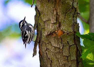 Black and White Warbler on Tree
