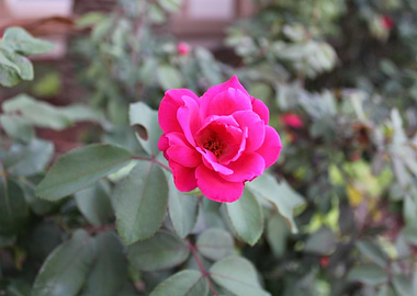 Pink Rose in Bloom