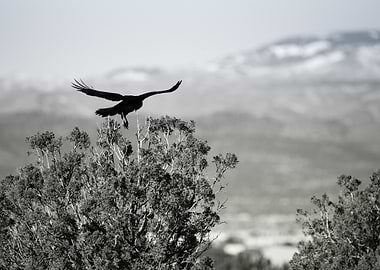 Crow in Flight