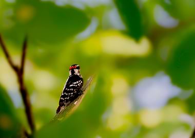 Downy Woodpecker on Branch